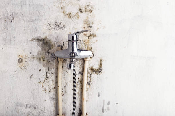 Mold Removal and Inspection in Omega, GA