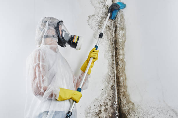 Best Fast Mold Removal  in Ome, GA