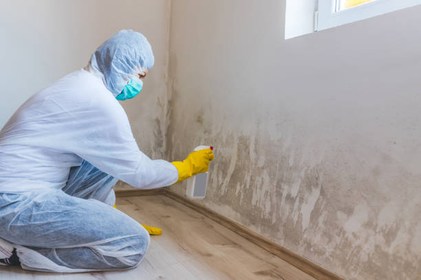 Mold Testing and Removal in Omega, GA