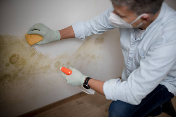 Reliable Omega, GA Mold Removal Solutions