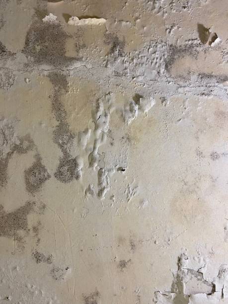 Best Professional Mold Removal  in Ome, GA