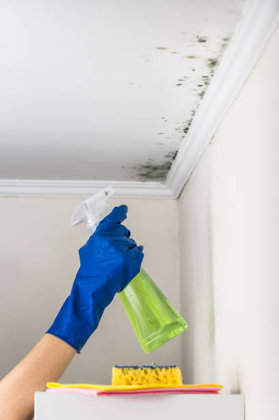 Best Mold Testing and Removal  in Ome, GA